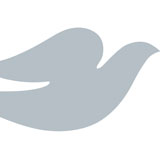  Dove 